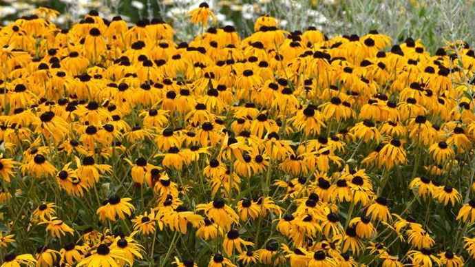 Rudbeckia fulgida var. sullivantii ‘Goldblitz’, de l’obtenteur Kieft Seeds (PanAmerican Seed).